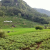 Отель Homestay Mbah Cip Sriharjo, фото 14