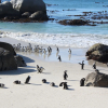 Отель Boulders Beach House, фото 4