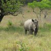 Отель Rhino Coast Guest House, фото 23