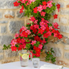 Отель Salvia Areopolis All-Suite Hotel, фото 33
