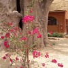 Отель Baobab Lodge, фото 32