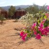 Отель Bedouin Star, фото 45