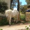 Отель Camping Mer et Camargue, фото 40