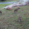 Отель A Stanthorpe Getaway, фото 25