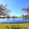 Отель Tea Tree Manor, фото 27