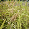 Отель Nashikisou, фото 20