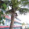 Отель Blue Coconut Cancun Hotel в Канкуне