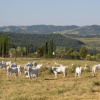Отель Tenuta di Poggiovalle, фото 11