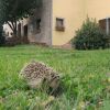 Отель Agriturismo L'Olmo di Casigliano, фото 11