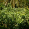 Отель Godawatta Homestay, фото 14