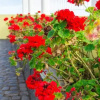 Отель Villa Reis Caniço, фото 19