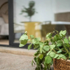 Отель Jable suites apartamentos de lujo en el centro, фото 2