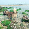 Отель Beihai Weizhou Island Small Time Inn, фото 12