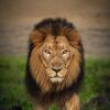 Отель The Postcard Gir Wildlife Sanctuary, фото 14