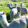 Отель Raynella Alpaca Farm Stay, фото 35