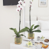 Отель Petradi Beach Lounge Hotel, фото 7