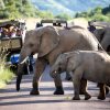 Отель Shepherd's Tree Game Lodge, фото 17