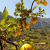 Отель Apartaments Sa Tanqueta De Fornalutx - Adults Only, фото 17