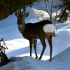 Отель Mavrica Apartmaji Bohinj, фото 20