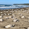 Отель Ostional Turtle Lodge, фото 15