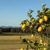 Отель Brokenback Vineyard Cottage, фото 21