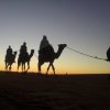 Отель Sahara Camels Camp, фото 12