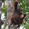 Отель Arut Riverside Orangutan Guest house, фото 16