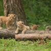 Отель Pinewood Camping Pods - At Port Lympne Reserve, фото 4