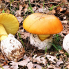 Отель Amanitis Caesarea, фото 37