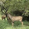 Отель Msunduze River Lodge, фото 11