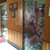 Отель Arut Riverside Orangutan Guest house, фото 39