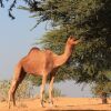 Отель Registan Desert Safari Camps, фото 13