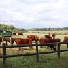 Отель Oxen Cottage, фото 4