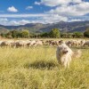 Отель Agriturismo I Mandorli, фото 20