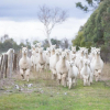 Отель Glenhope Alpaca Farm Suites, фото 10