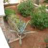 Отель Apartment Matkov - quite and peaceful location: A1 Jelsa, Island Hvar, фото 10