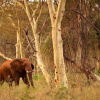 Отель EcoTraining Makuleke Camp, фото 3