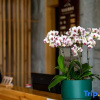 Отель Jiujiu Inn, фото 5