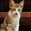 Отель Saliha Hanım Taş Konak, фото 10
