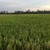 Отель Baan Suan View Dee Homestay, фото 4