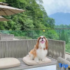 Отель Yepsun Villa [The first choice for overseas tourists], фото 3