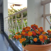Отель Wiang Inn Mansion, фото 5