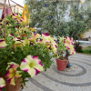 Отель Eden Selene Hotel, фото 19
