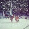 Отель Chalet Rustique CRDS Tremblant, фото 4