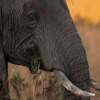 Отель Mdluli Safari Lodge, фото 39