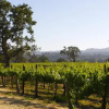 Отель Honey Oak House at Laraneta Vineyards, фото 8