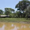 Отель Miombo Safari Camp, фото 4