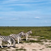 Отель South Mobile Camp, фото 6
