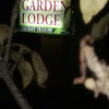 Отель Garden Lodge, фото 18