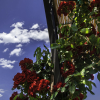 Отель Tenuta Santa Tecla, фото 1